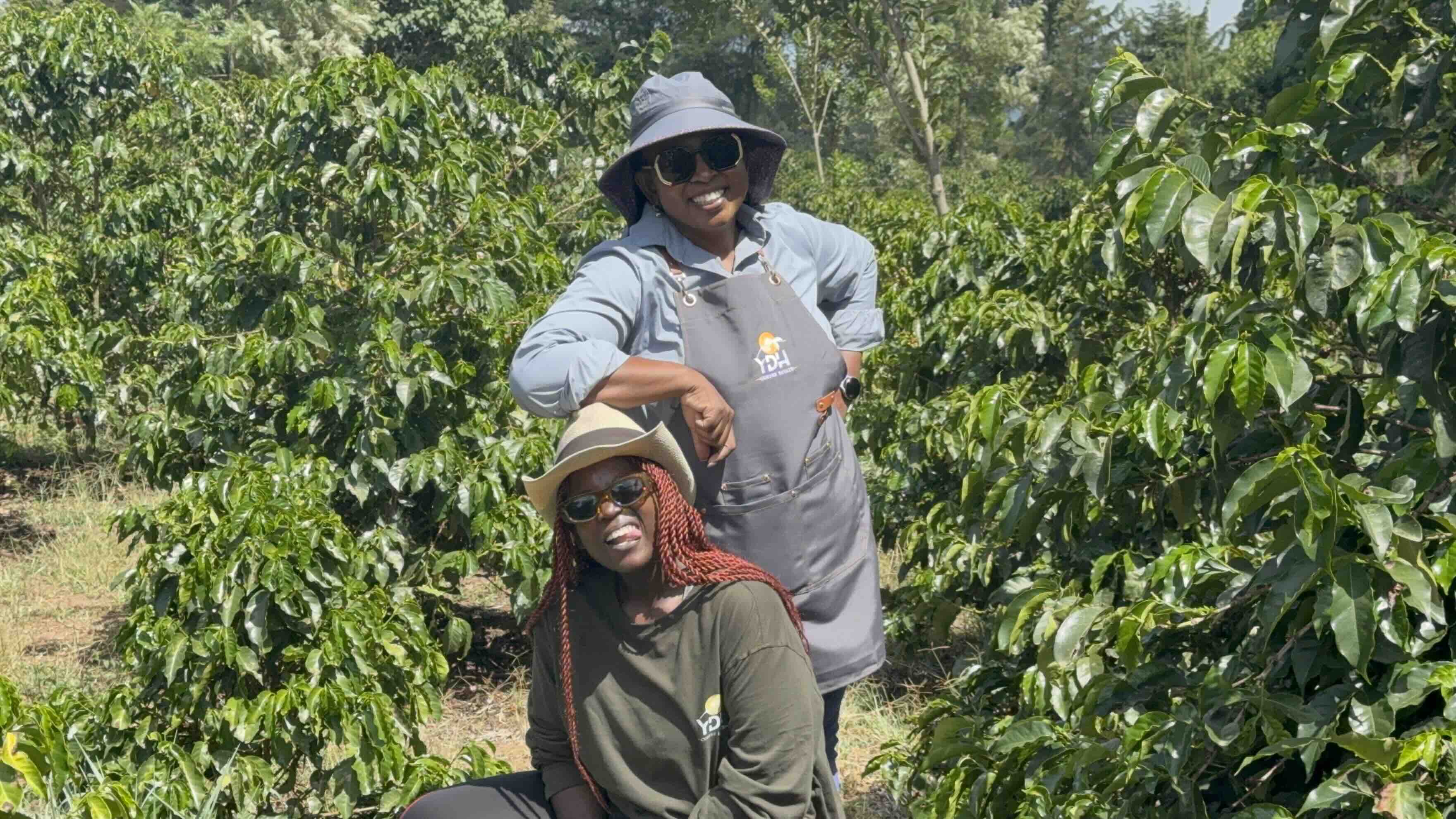 Healthy Coffee Trees