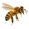 Bee 1