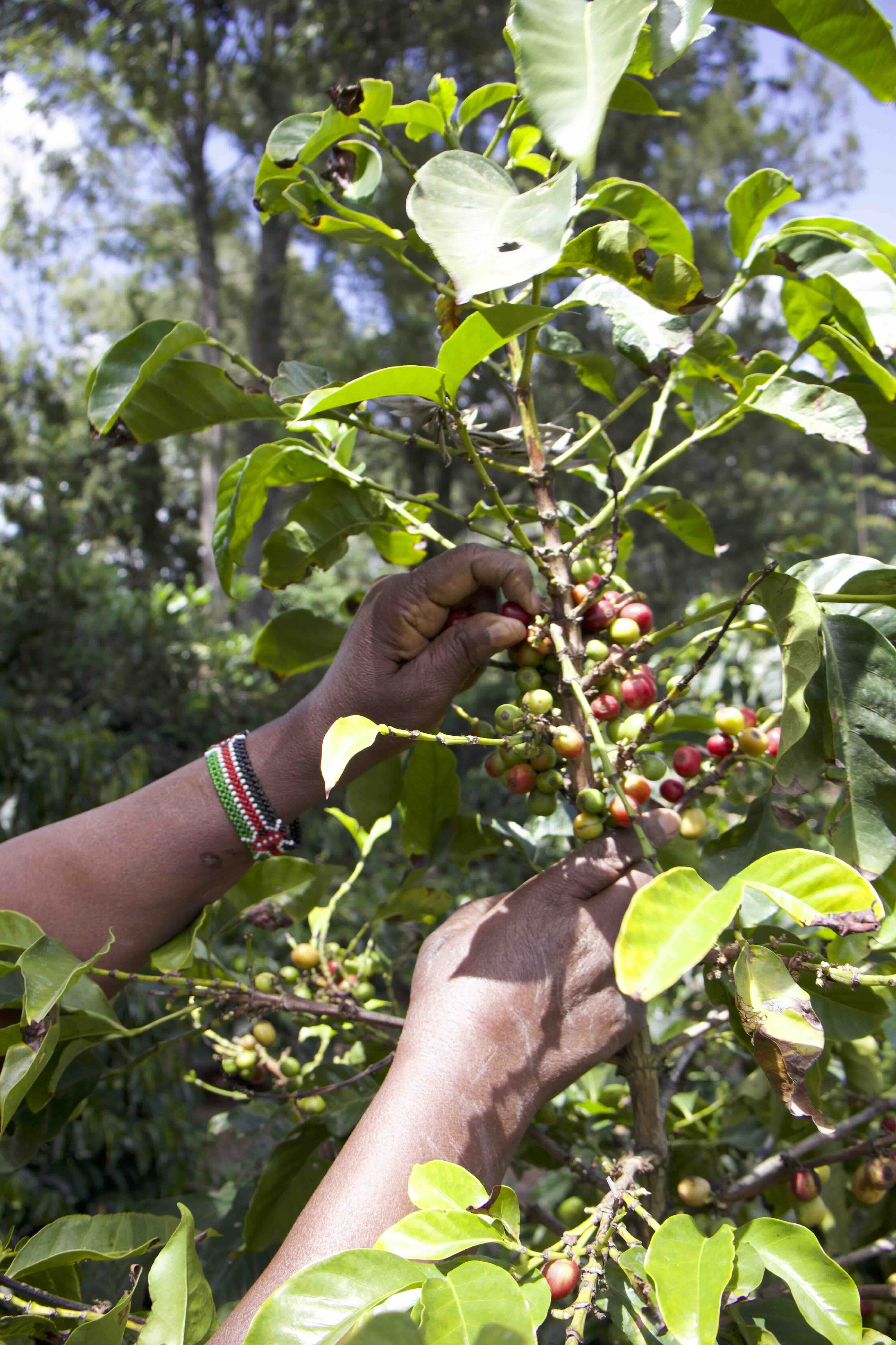 Coffee Farming