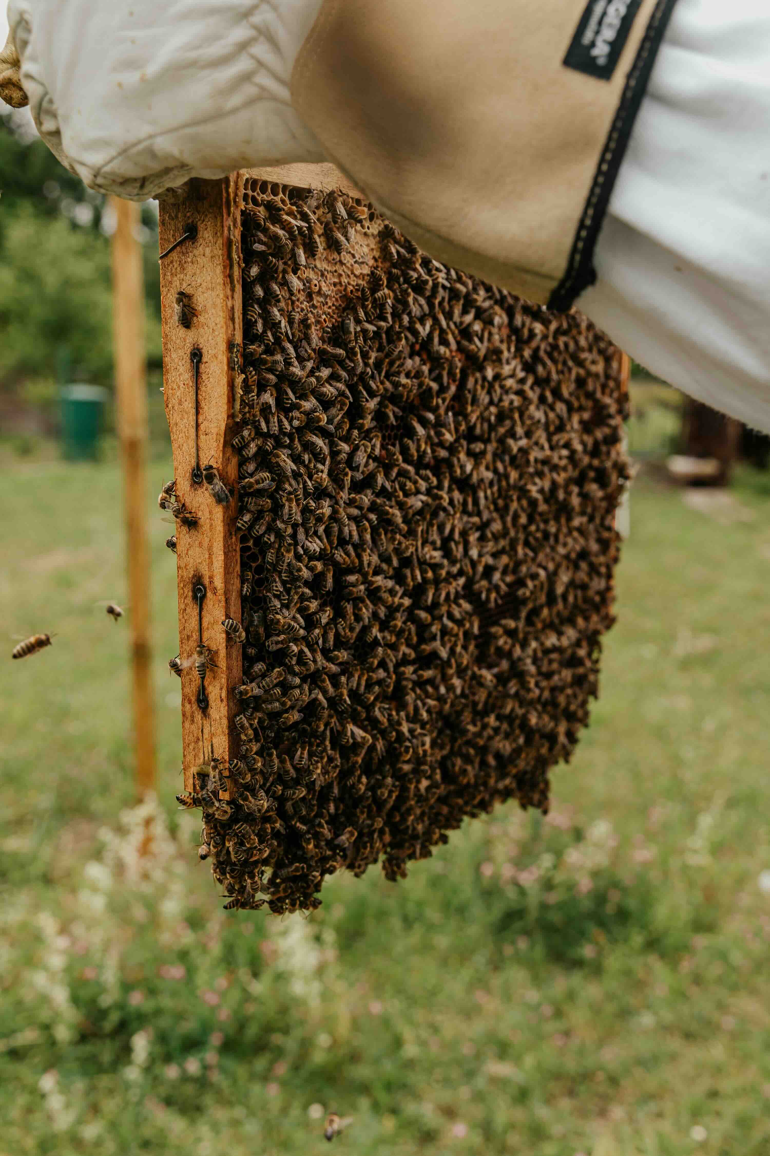 Beekeeping